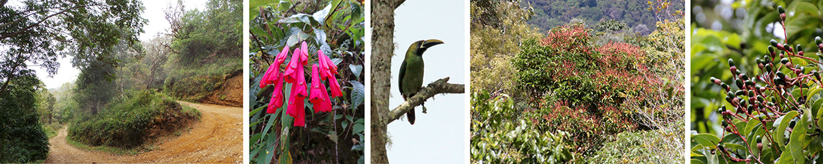 Hairpin turn in the road (L), Bomarea flowers (LC), emerald toucanet (C), wild avocado tree (RC) and its fruits (R).