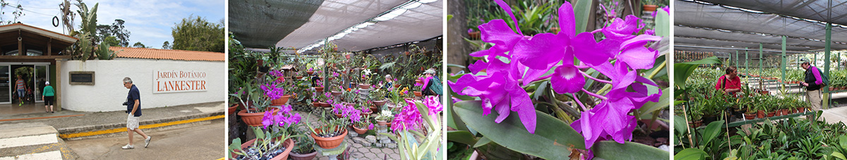 John and Sharon walking into Lankester Botanical Garden (L), the orchid showhouse (LC), blooming guaria morada (Guarianthe skinneri) (RC), and inside the miniature orchid shadehouse (R).