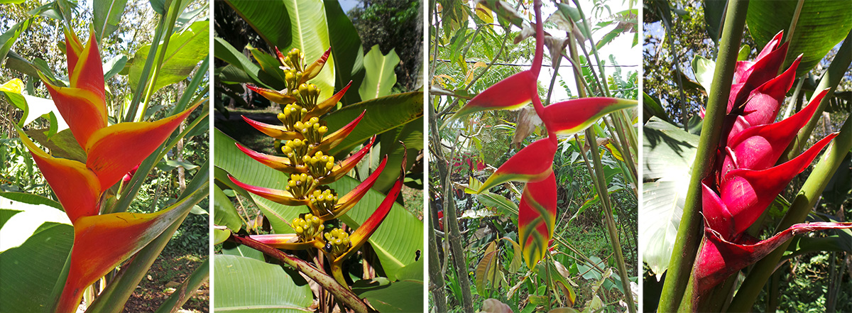 A variety of colorful heliconia inflorescences.