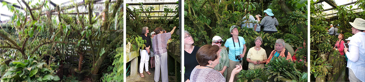 The miniature orchid house (L), Ileana tells the group about some of the plants (LC and RC), and the group looks at the miniature orchids (R).