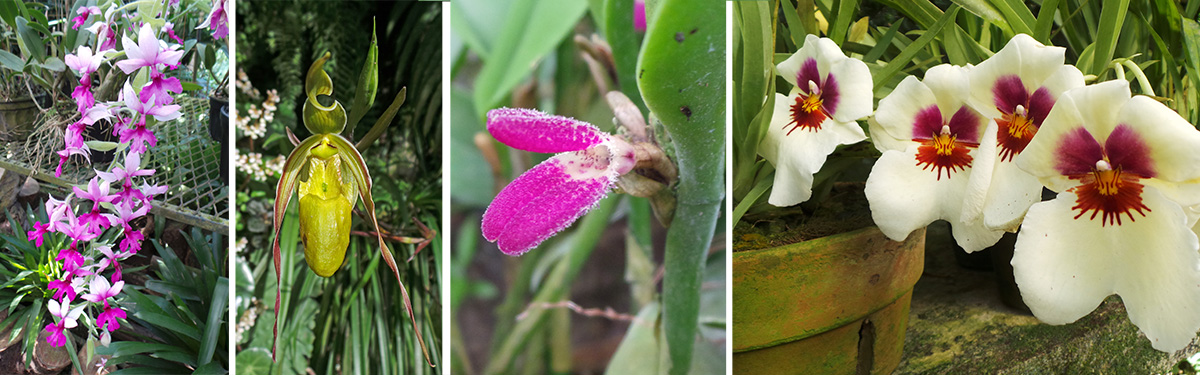 More orchids, including a miniature (RC) and Miltoniopsis (R).