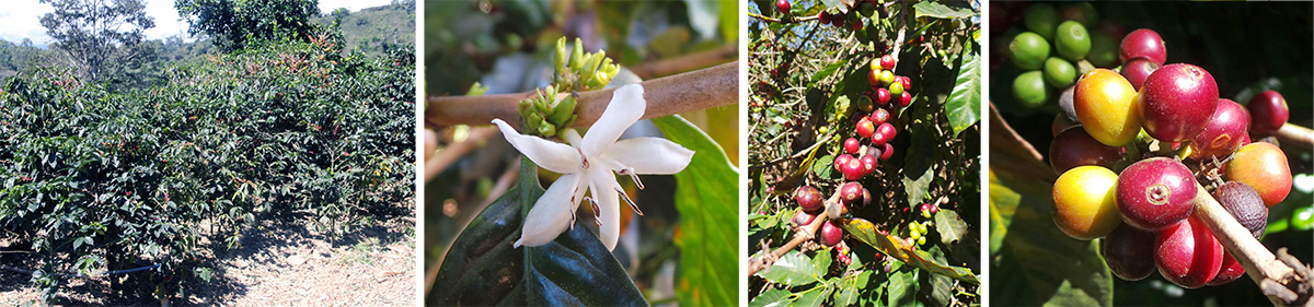 Coffee shrubs (L), a single flower, out of season (LC), fruits on the bushes (RC) and closeup of cluster of fruits or berries (R).