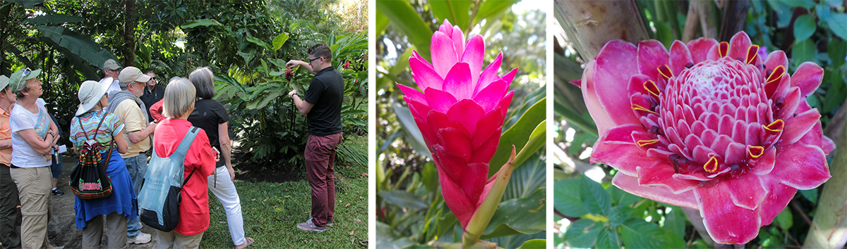 Guide Randal tells the group about red ginger (L), young inflorescence of red ginger (C), and torch ginger, Etlingera elatior (R).