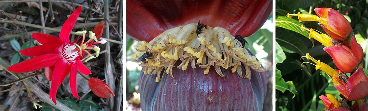 Flower of Passiflora vitifolia (L), bees visiting banana flowers (C), and inflorescence of Sanchezia sp. (R).
