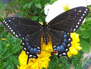 ONE REAL BUTTERFLY YELLOW BLACK SWALLOWTAIL PAPILIO POLYXENES MALE WINGS CLOSED