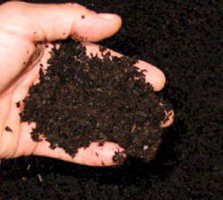 How Much Composted Cow Manure For Vegetable Garden