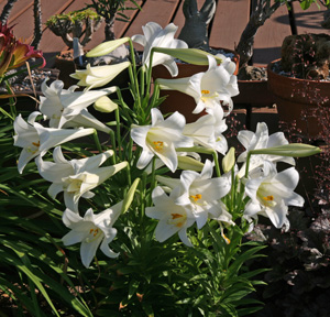 Easter Lily Lilium Longiflorum Master Gardener Program,Types Of Hamsters