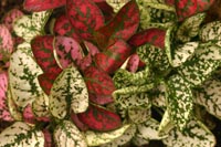 hypoestes manycolors - خواص استفاده از کود گیاه هیپوستس فیلوستاچیا را شرح دهید ؟