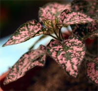 hypoestes pink leaves - خواص استفاده از کود گیاه هیپوستس فیلوستاچیا را شرح دهید ؟