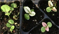 hypoestes seedlings - خواص استفاده از کود گیاه هیپوستس فیلوستاچیا را شرح دهید ؟