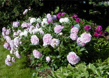 Peonies Long Lived Voluptuous Beauties Master Gardener Program,How Long Is A Dog In Heat After She Stops Bleeding