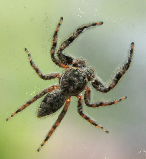 Wisconsin Spiders Chart