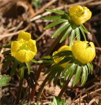 Flowers appear very early in the spring.