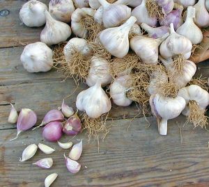 Elephant Gourmet Garlic Bulbs Organically Grown For Table Or Seed.