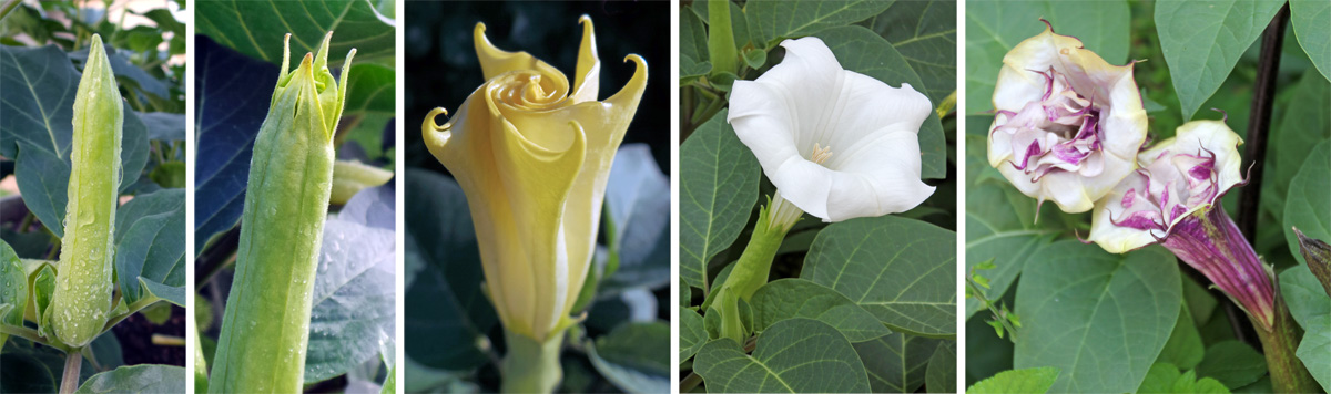 Hot Ring Funnel Datura Flower Seeds Trumpet White Moon Devil Moonflower Fragrant