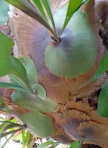 Playcerium Bifurcatum Staghorn Fern Plant Large 12/"shield 16/" fronds  from FLA